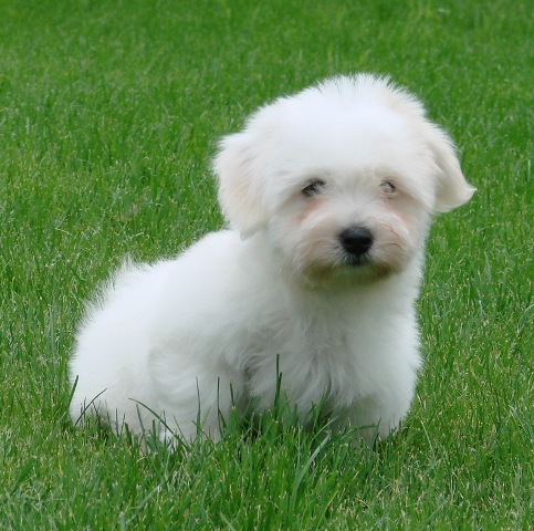 Male available